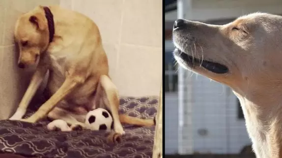Good News Everybody: The 'Saddest Dog In The World' Has A New Home 