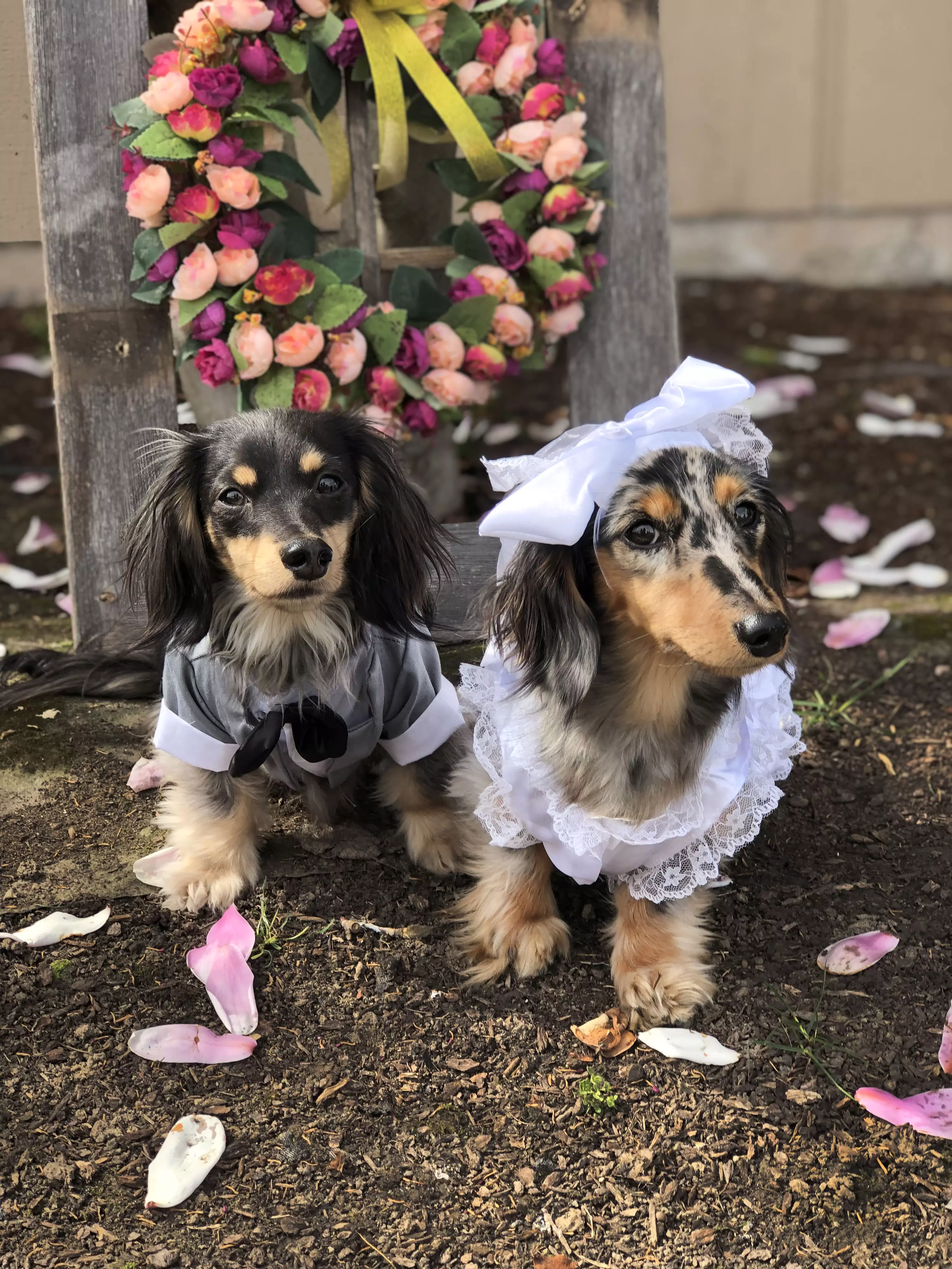 Abram and Erin decided the loved up pooches deserved a wedding ceremony. (