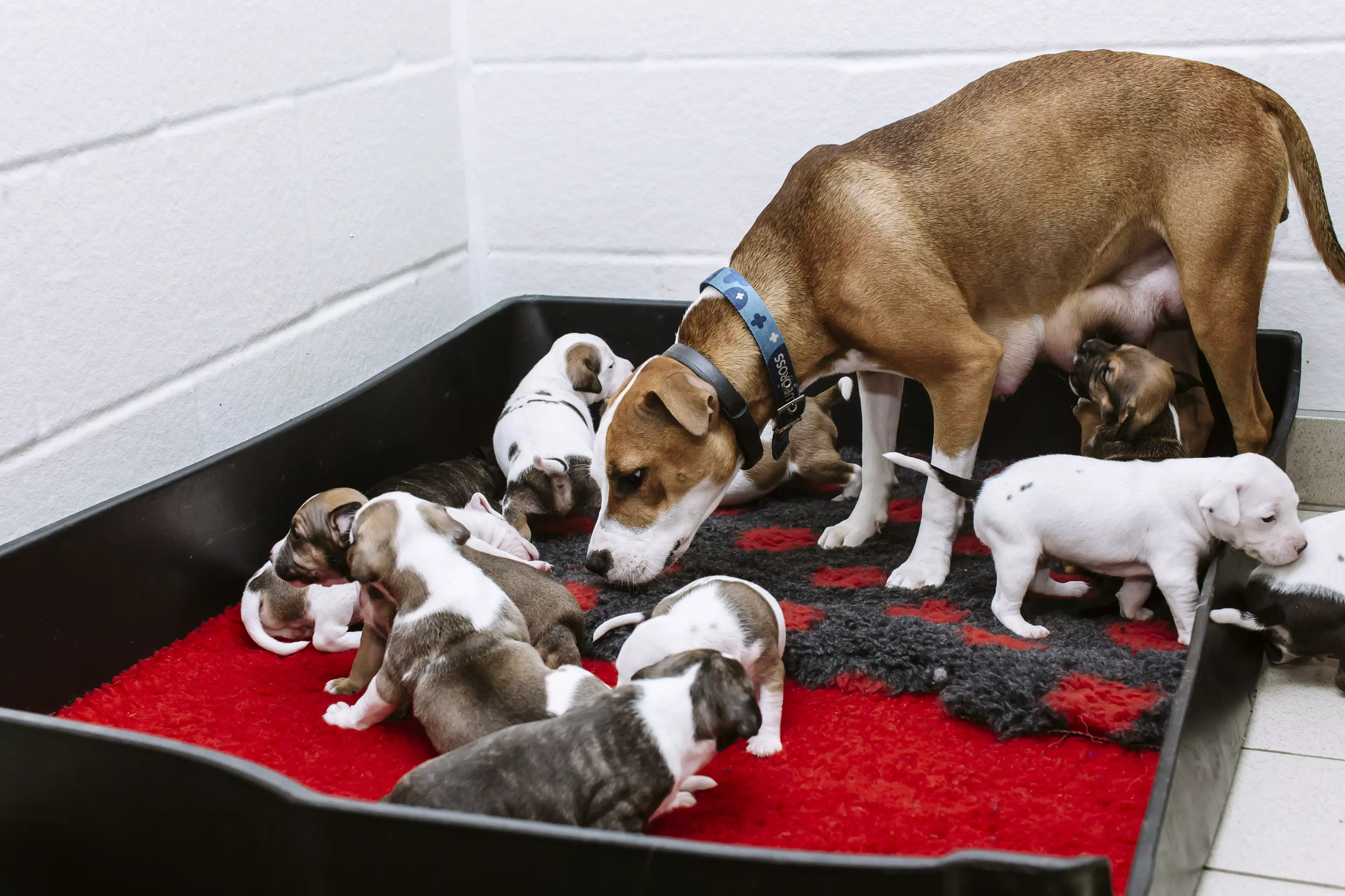 Darla gave birth to a litter of 12 in the Blue Cross animal centre (