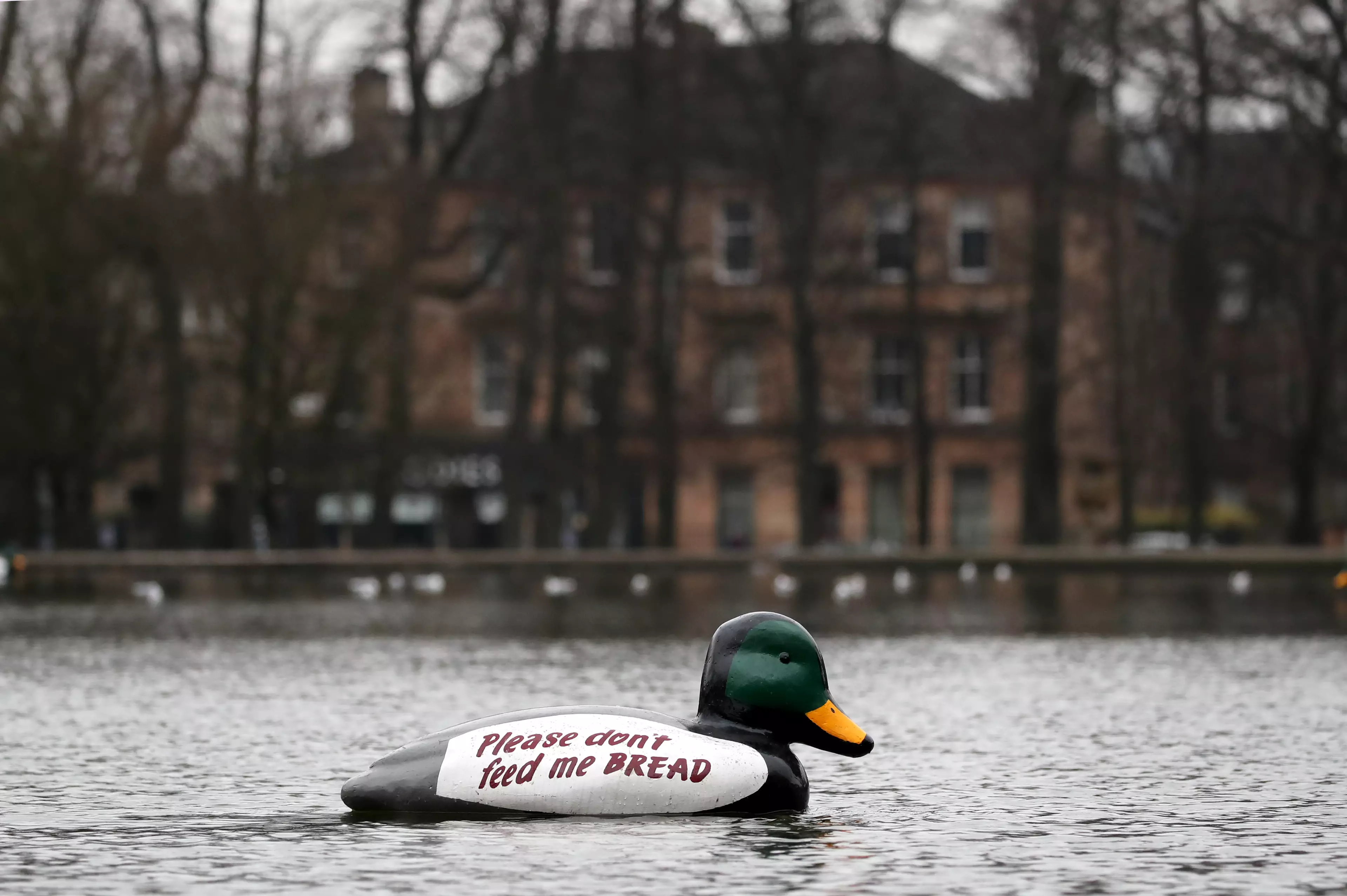 Giant plastic ducks were placed in the pond in Queens Park, Glasgow, to deter people from feeding the ducks bread.