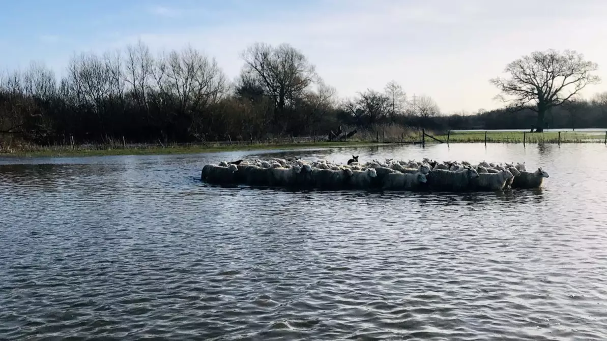 ​Hero Dogs Rescue Herd Of Sheep From Drowning