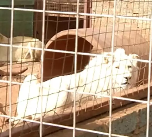 Animal rights activists believe Mufasa will be sold to be shot.