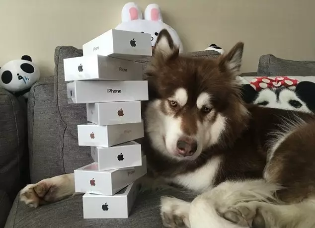 Lad Buys Eight iPhone 7s For His Dog For Absolutely No Reason
