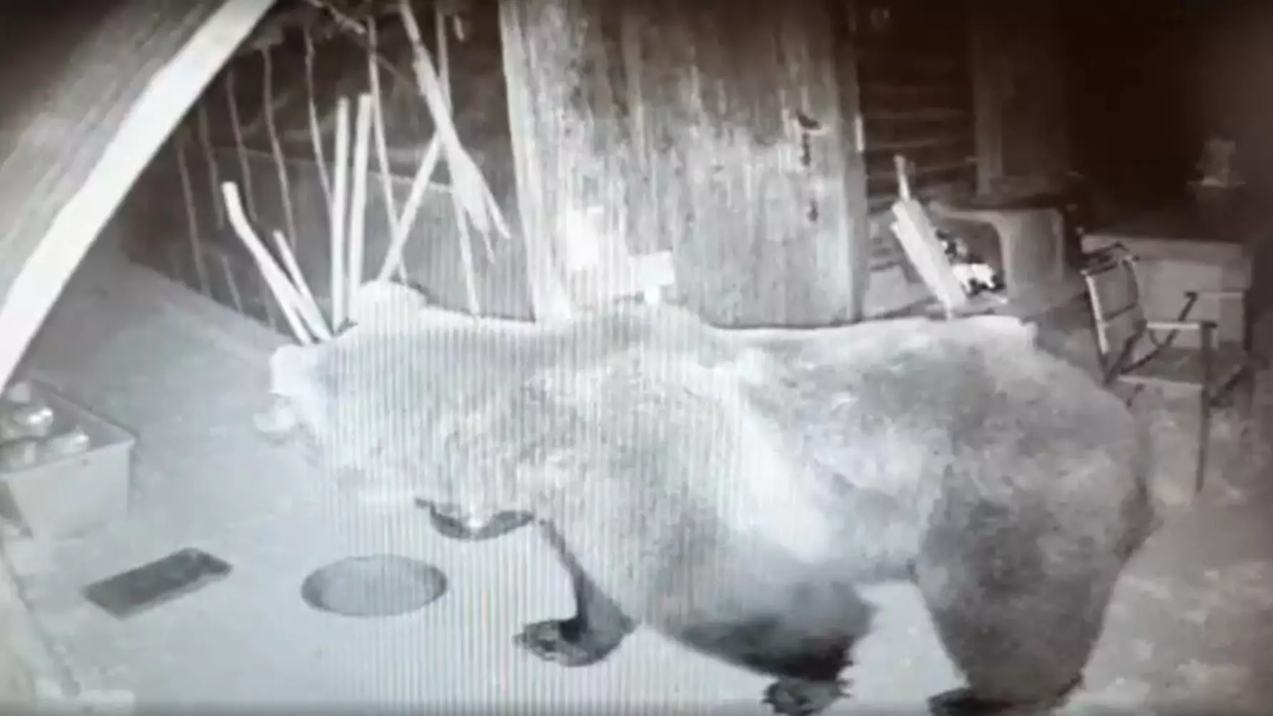 Brown Bear Captured In Italy After Nine Months On The Loose 