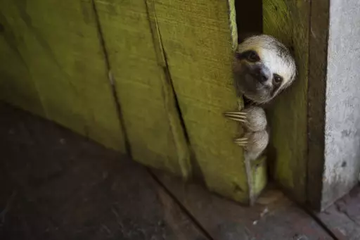Taking A Dump Is A Fundamentally Terrifying Ordeal For A Sloth