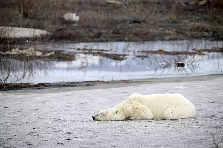 The polar bear was exhausted after its journey.