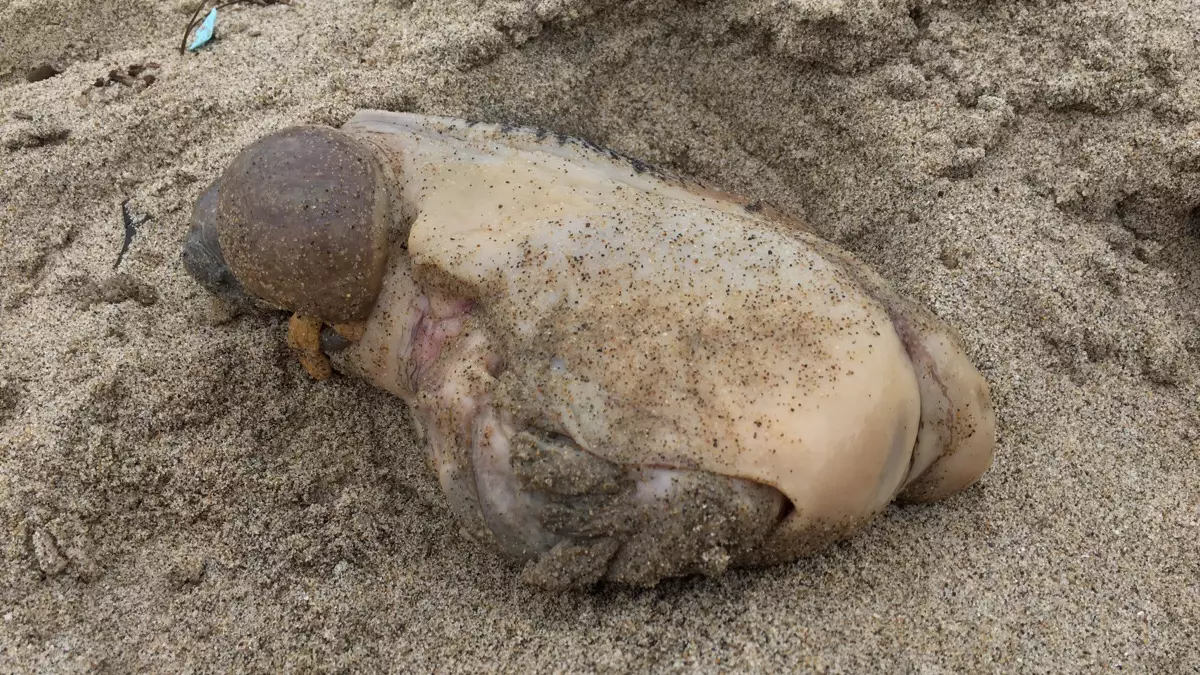 Mysterious Sea Creature Has Been Found Washed Ashore In America
