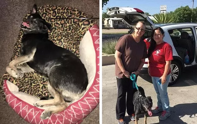  'Anubis' The Street Dog Whose Nose Was Brutally Cut Off Finds Perfect Home In Texas