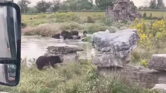 Zookeeper Dies After Being Mauled By Black Bears In Front Of Visitors