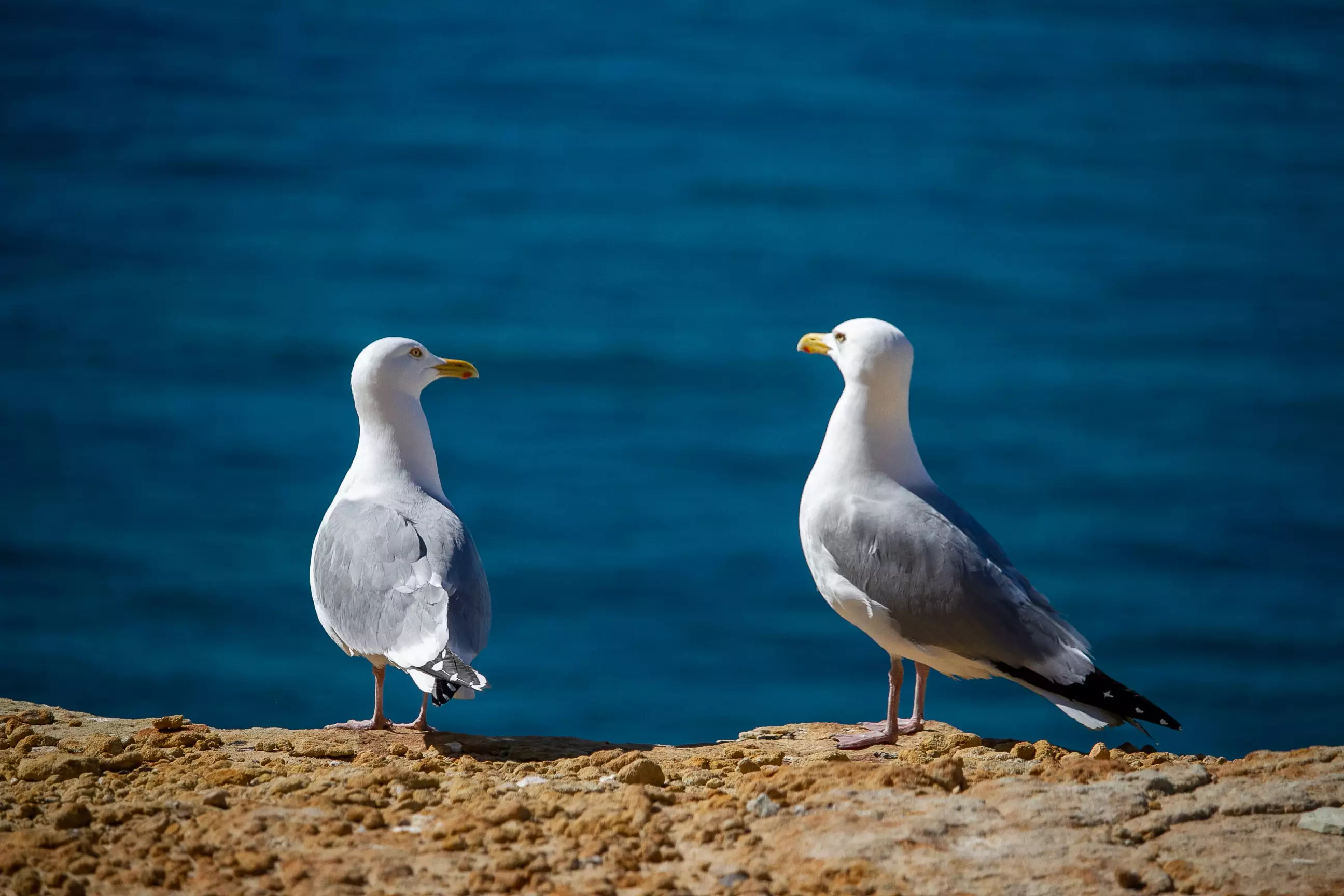 A seagull stole a man's lunch (