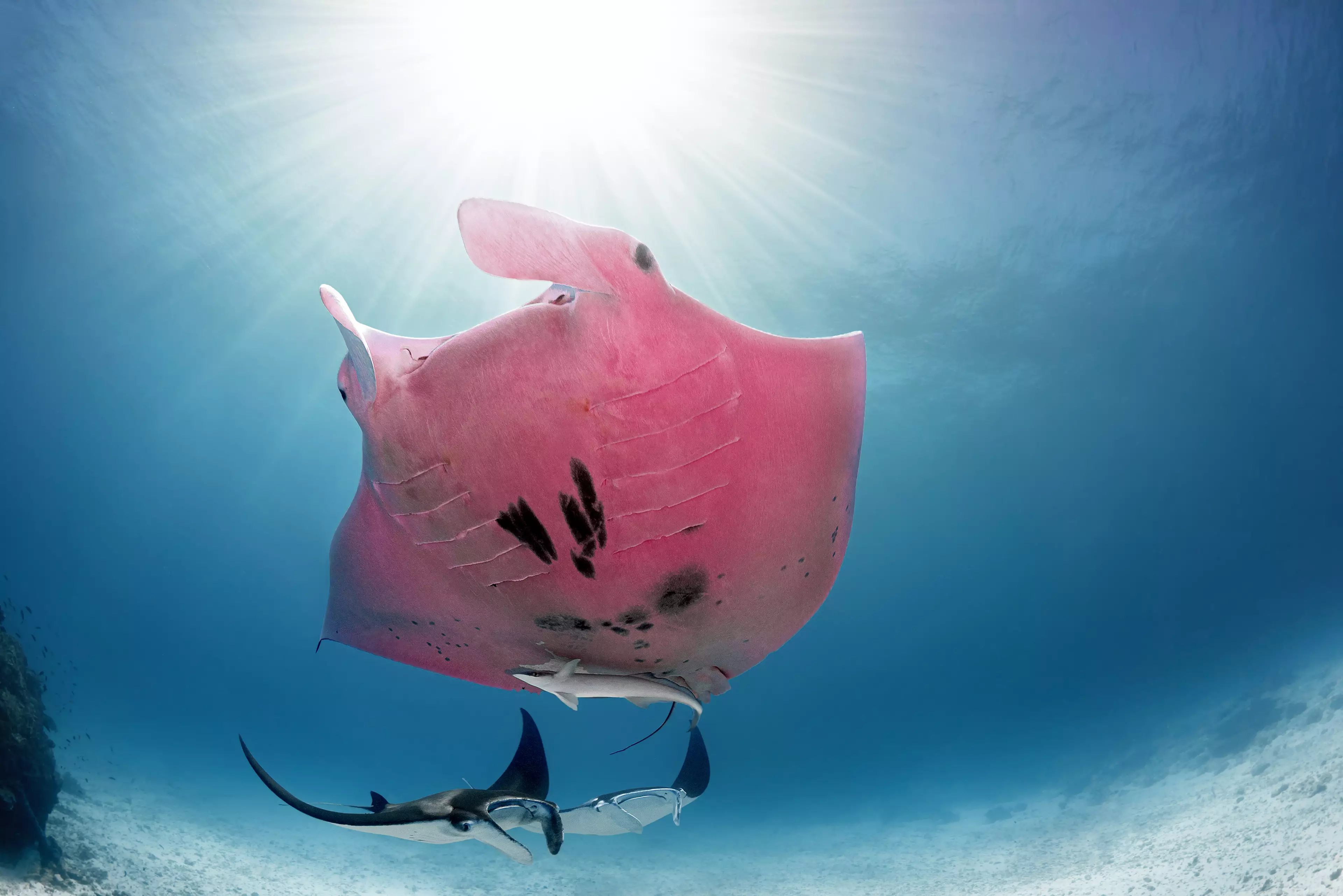 Inspector Clouseau is the only known pink manta ray in the world.