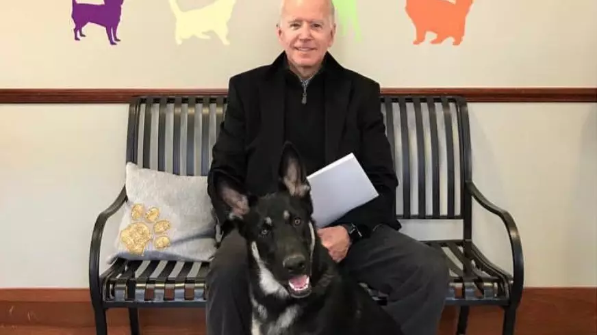 Joe Biden's German Shepherd Officially Becomes First Rescue Dog Living In White House