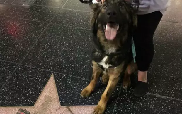 Chill-Devoid DogLAD Shits On Donald Trump's Hollywood Walk Of Fame Star