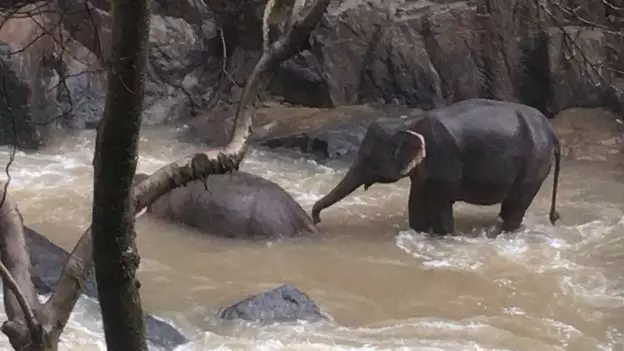 Khao Yai National Park shared a picture of a survivor trying to revive another elephant.