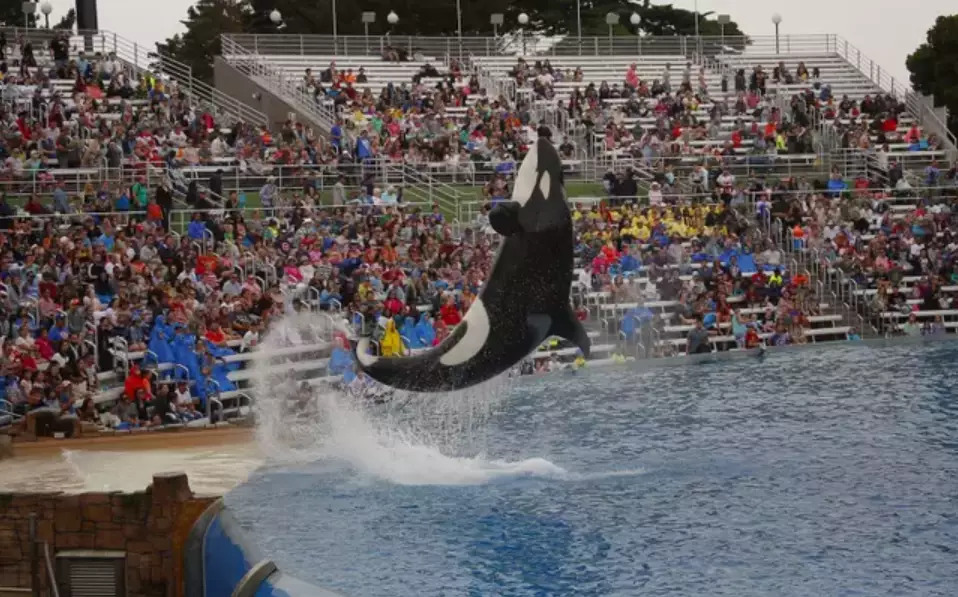 An overhead map contrasting a SeaWorld orca pool with a leisure activity lake has gone viral.