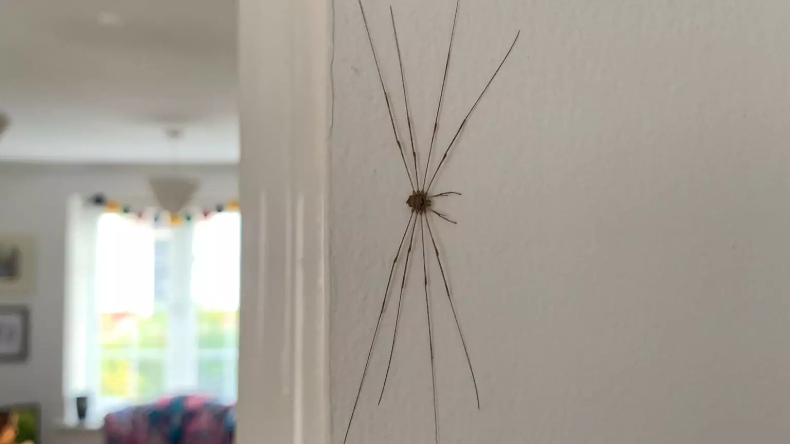 Horrified Woman Finds Huge Daddy Long Legs In Her House