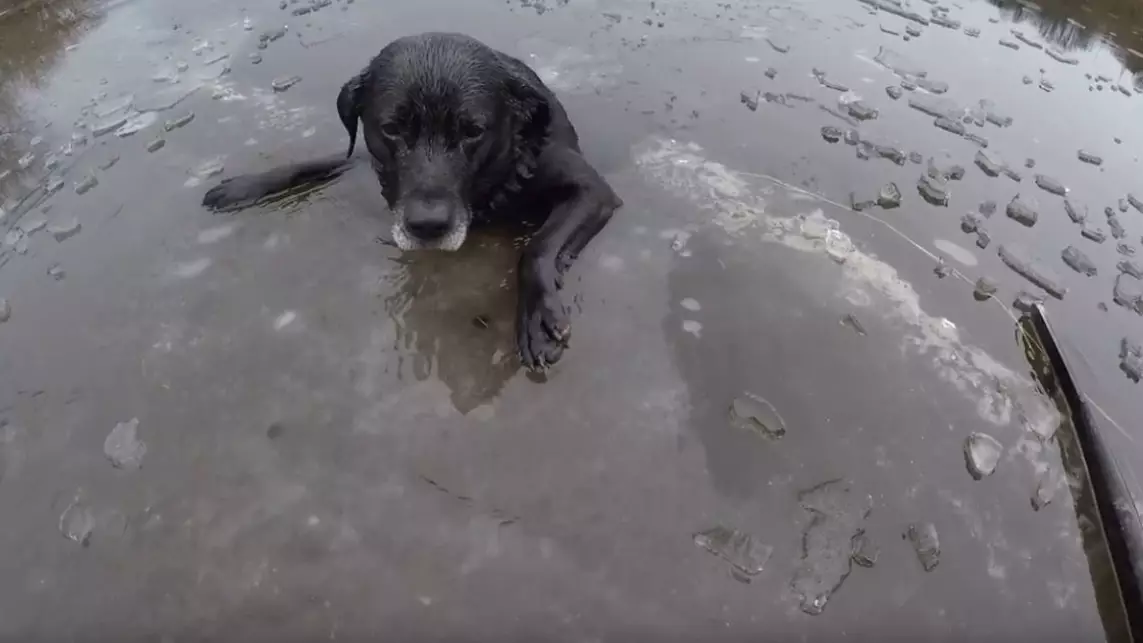 Brave RSPCA Inspector Rescues Trapped Dog From Ice-Covered River