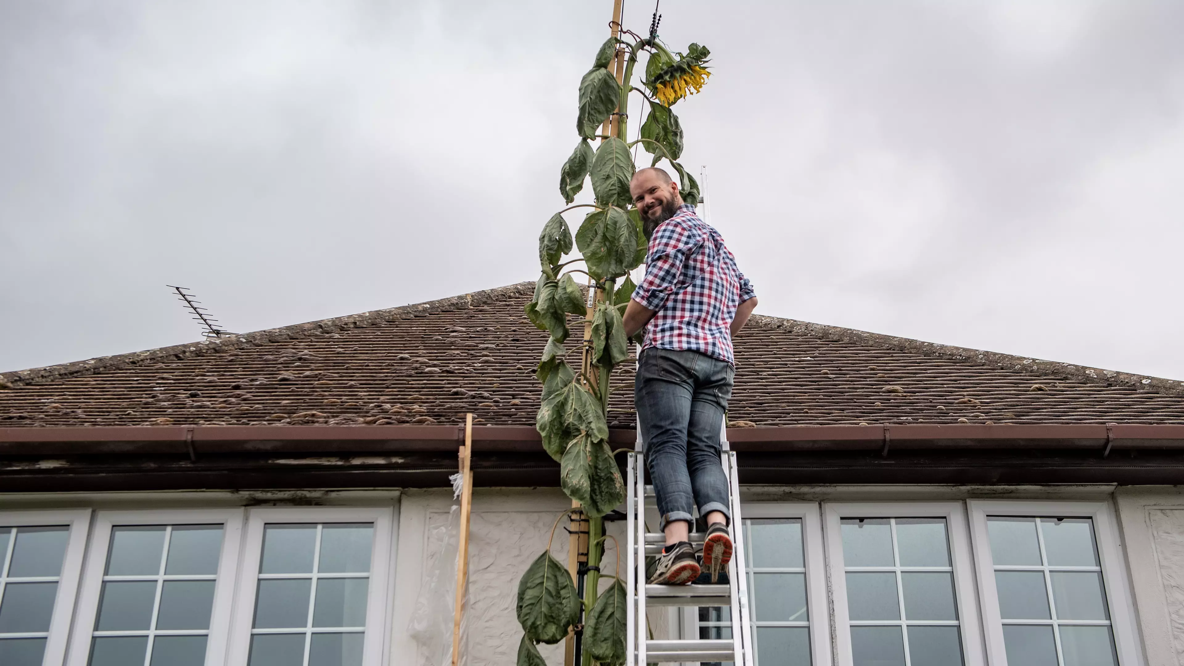Dad Grows 20ft Sunflower After Son Asks For One As Tall As The House