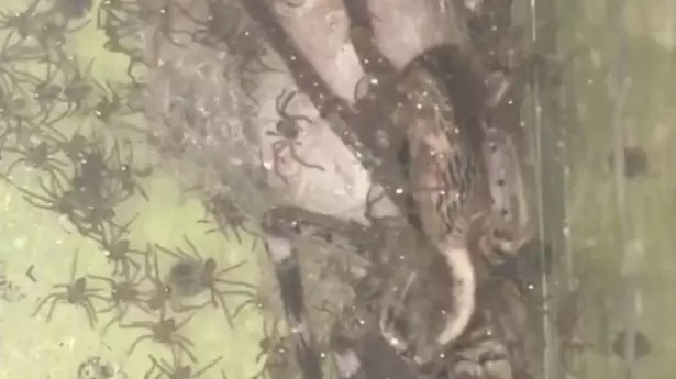 This Video Of Hundreds Of Spider Babies Is The Stuff Of Nightmares 