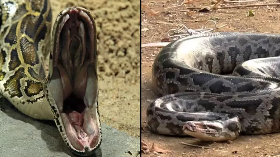 New Crossbreed Of 'Super Snakes' Are On The Rise