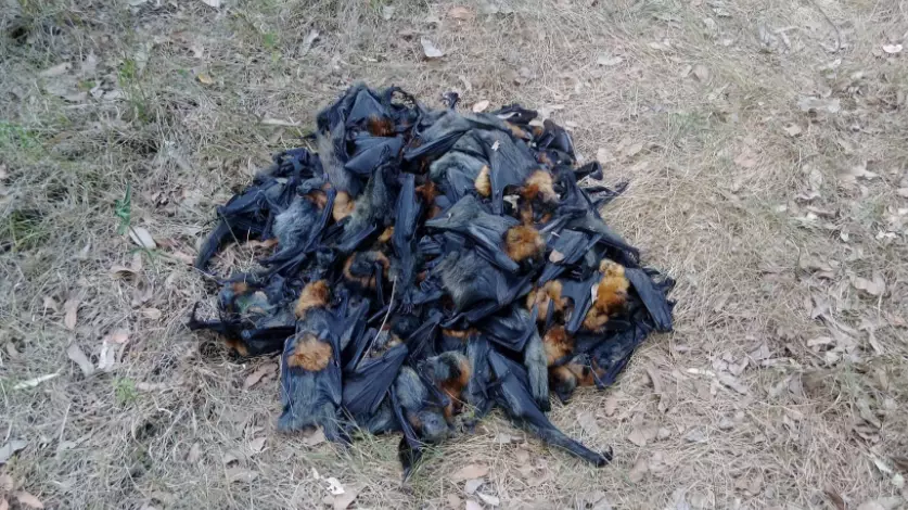 Hundreds Of Bats Dead In Australia Following Heatwave  