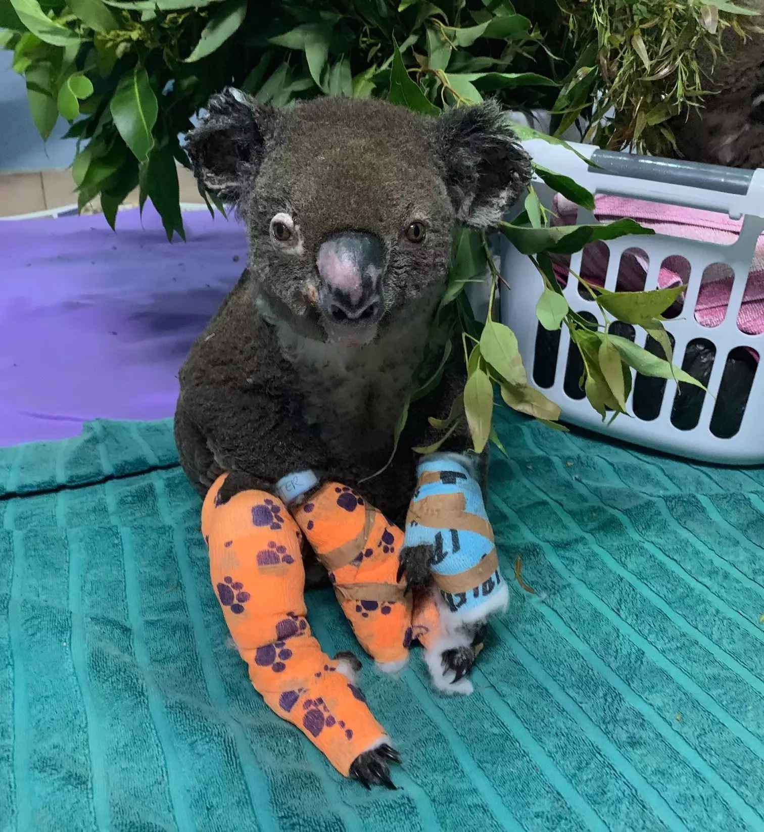 Peter the koala who has been badly burned in the bushfires is now being treated in a koala hospital (