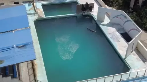 Dolphin Named Honey Dies Alone In Abandoned Japanese Aquarium