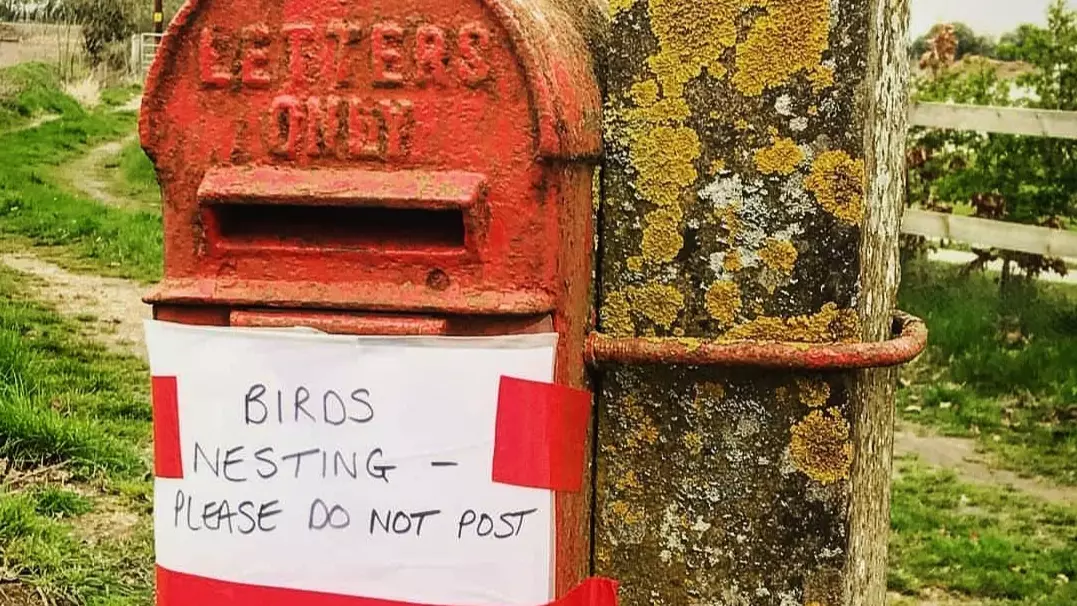 Royal Mail Closes Norfolk Post Box As Birds Are Nesting Inside