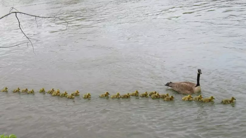 Canadian Man Discovers Caring Mother Goose Who's Looking After 47 Goslings 