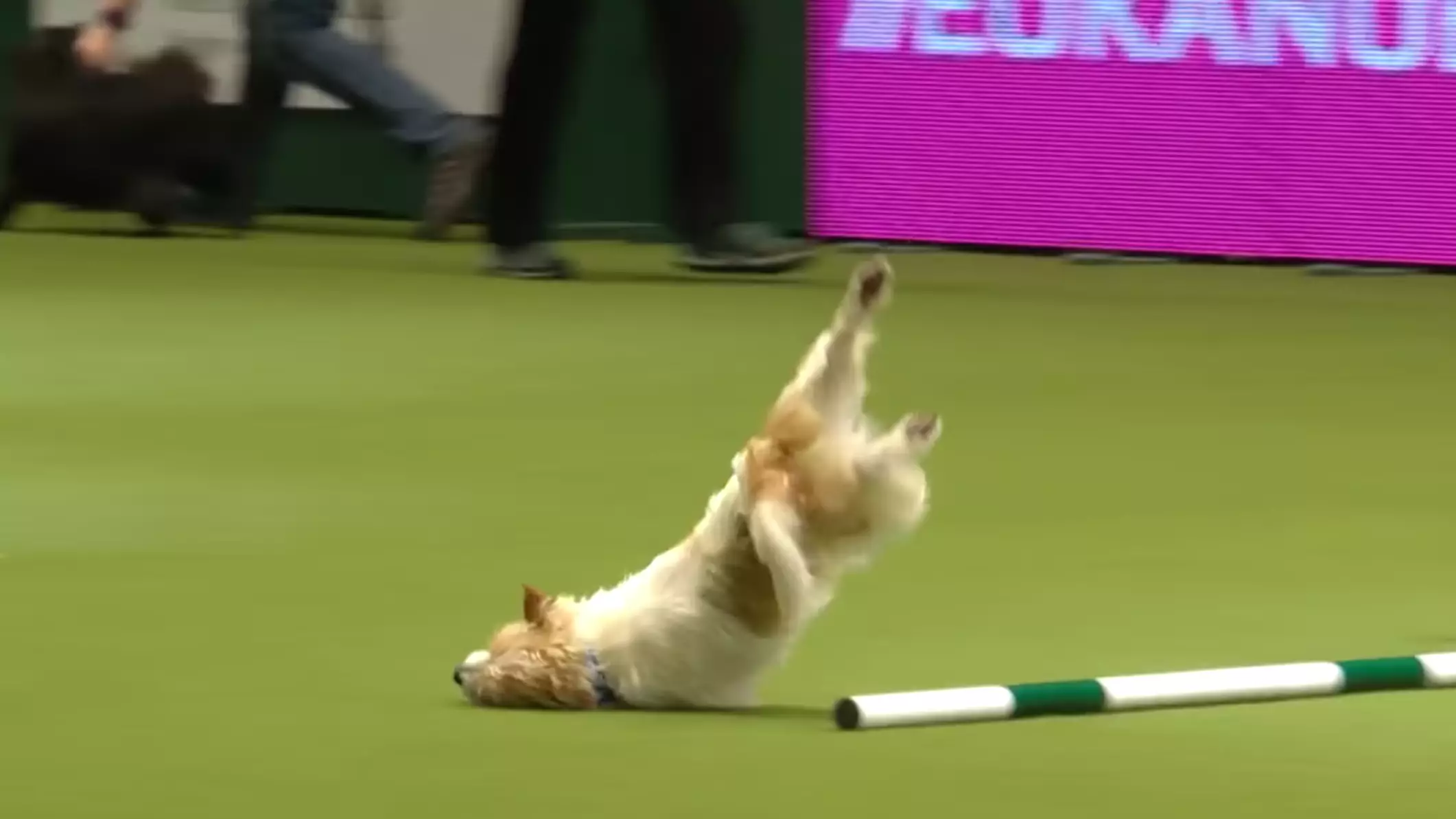 Jack Russell Goes Viral After Spectacularly Face Planting At Crufts