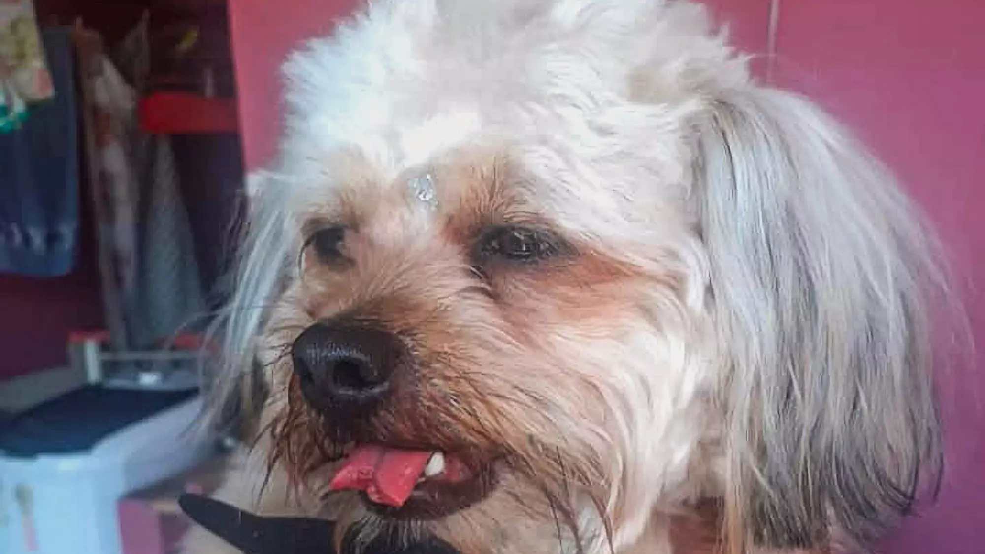 Dog Has Tip Of Tongue Cut Off By Mistake During Haircut