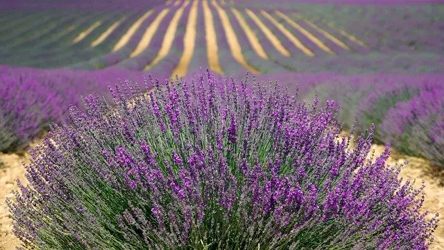 Mayfield lavender farm is open for the summer (