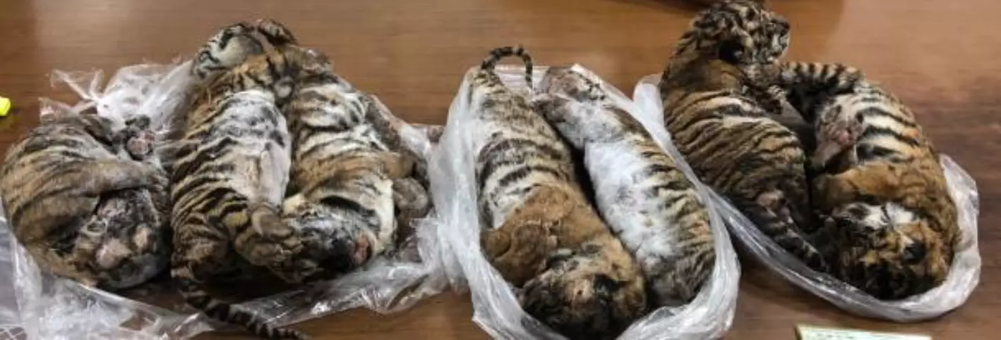 The frozen tiger carcasses were found in a Hanoi parking lot.
