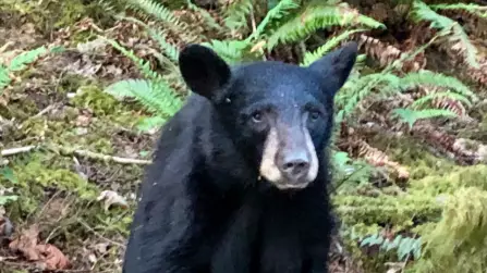 Young Bear Shot Dead By Wildlife Officials After Being Fed By Public 