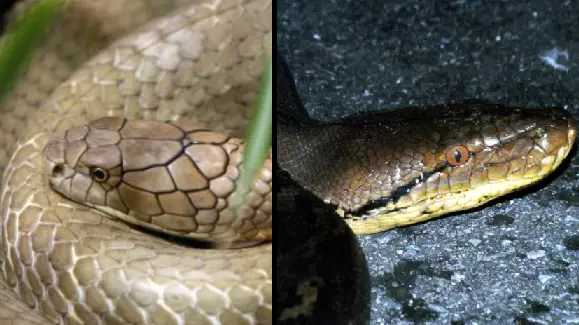 Epic Battle Between King Cobra And Python Leaves Both Dead