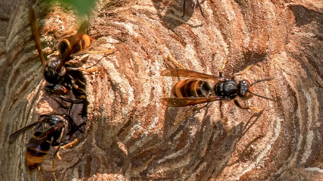 Britain On 'High Alert' Over Possible Invasion Of Asian Hornets