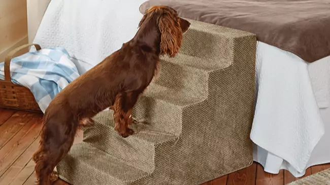 You Can Now Buy Stairs To Help Your Dog Onto The Bed
