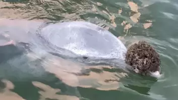 Humpback Dolphin Brings Gifts From Bottom Of The Ocean In Exchange For Fish