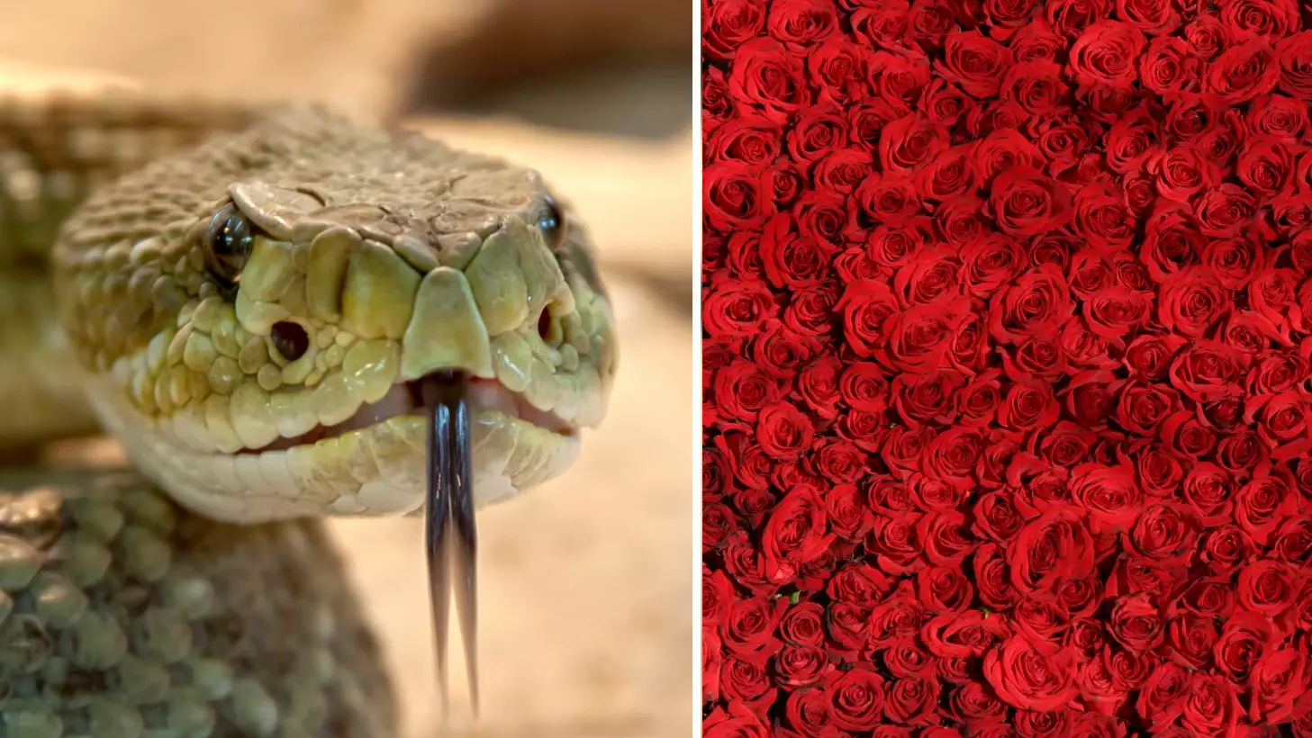 You Can Now Name A Snake After Your Slimy Ex At This Zoo