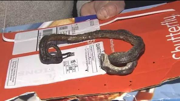 North Carolina Family Accidentally Cook A Snake While Making Frozen Pizza