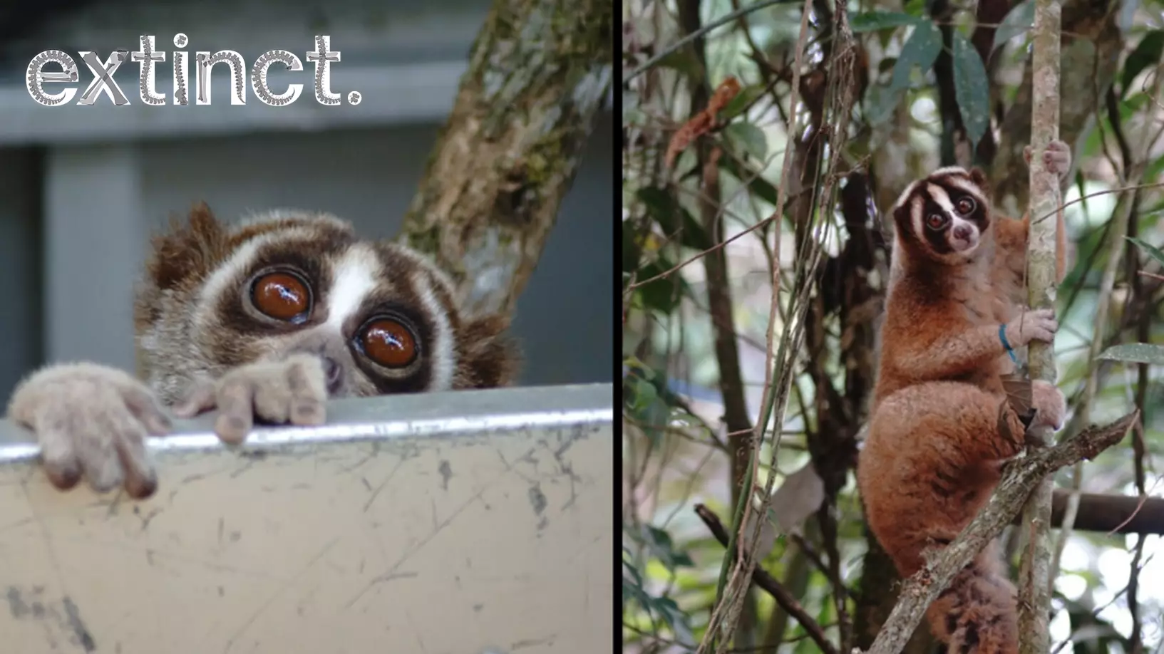 Amazing Moment 20 Slow Lorises Are Released Into The Wild For The First Time