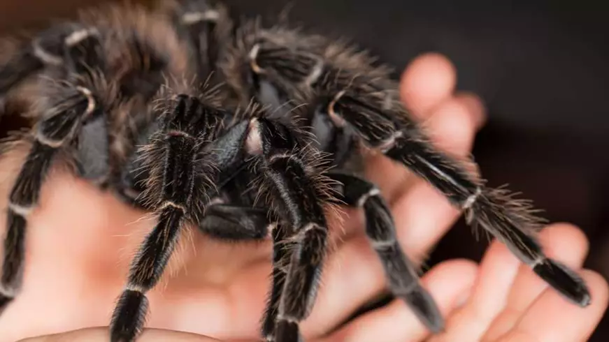 Man Finds Huge Tarantula On The Street In Leicester