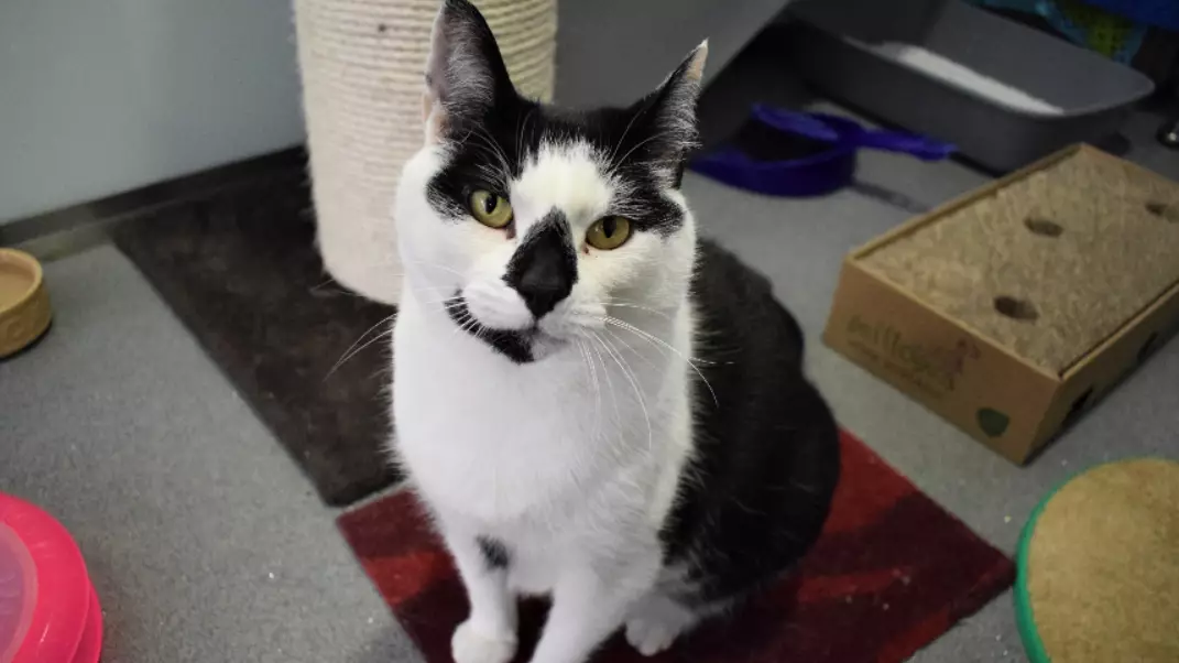 'Britain's Loneliest Cat' Is Still Looking For A New Home 