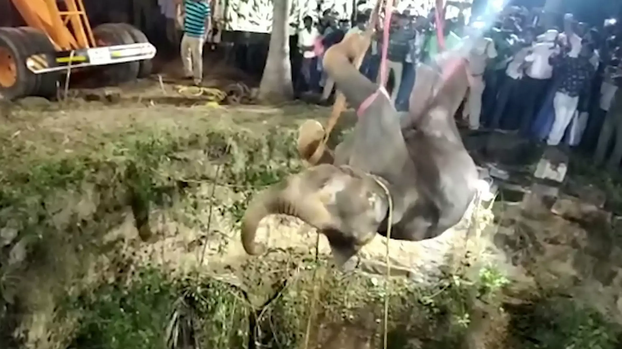 Elephant Pulled From Deep Well In 16 Hour Rescue Mission
