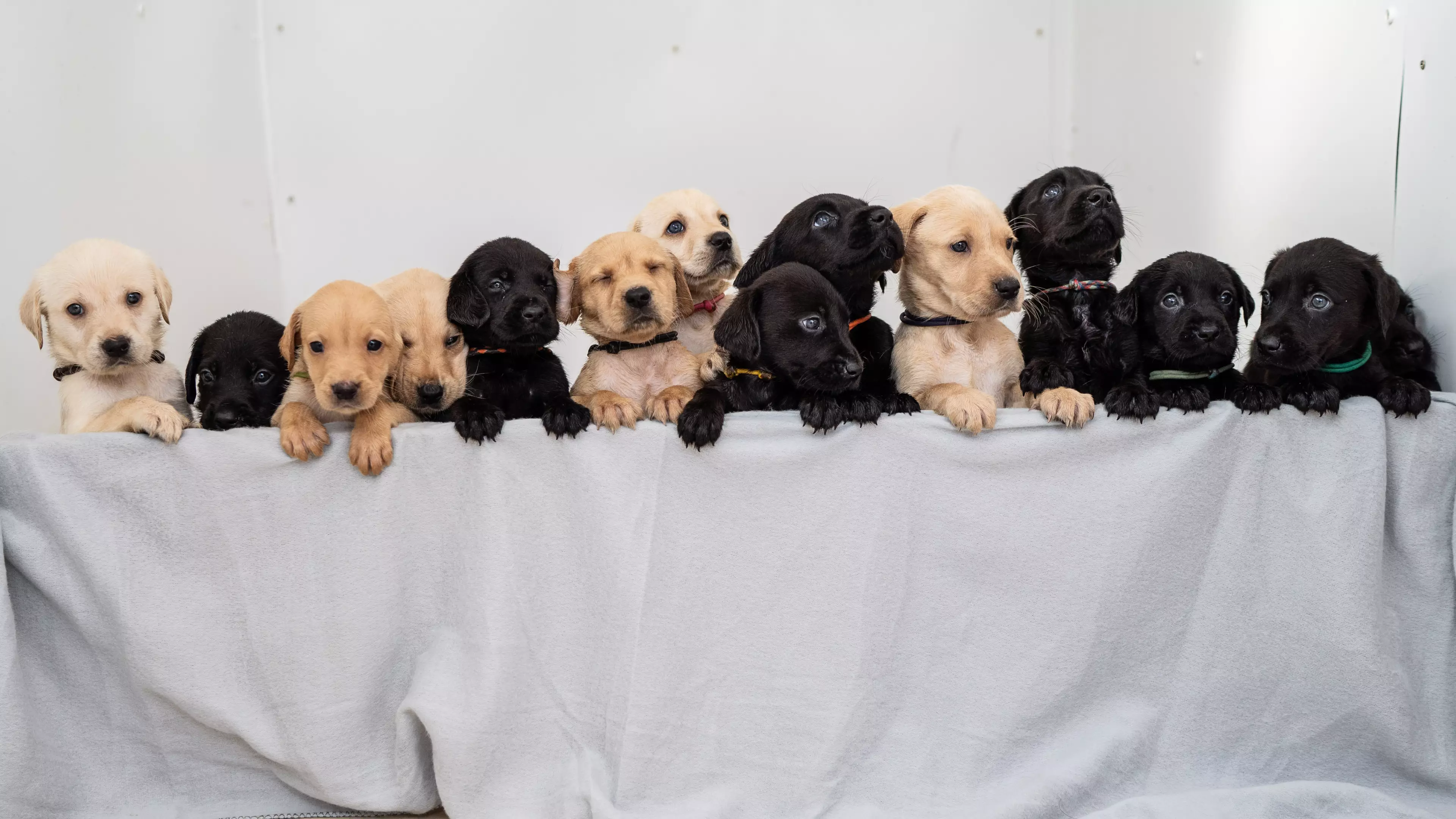 Labrador Gives Birth To One Of The Biggest Litters In History For The Breed