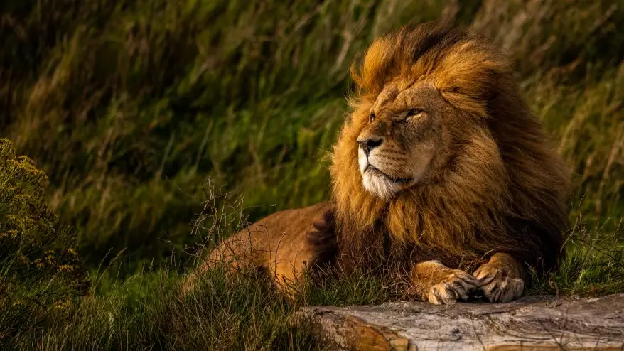 You Can Camp With Lions For £50 A Night At Yorkshire Wildlife Park