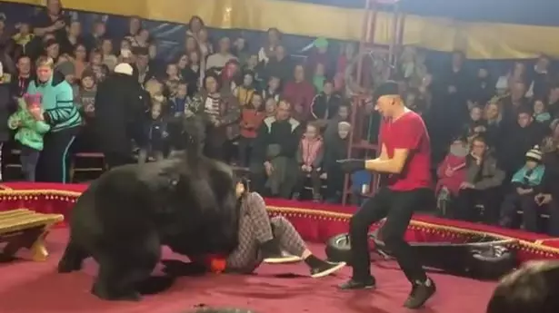 Bear Attacks Trainer Who Forced Him To Push Wheelbarrow Like Human