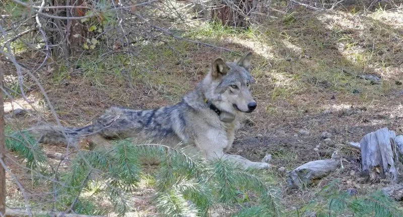 Wolf OR-54 has been found dead in California.