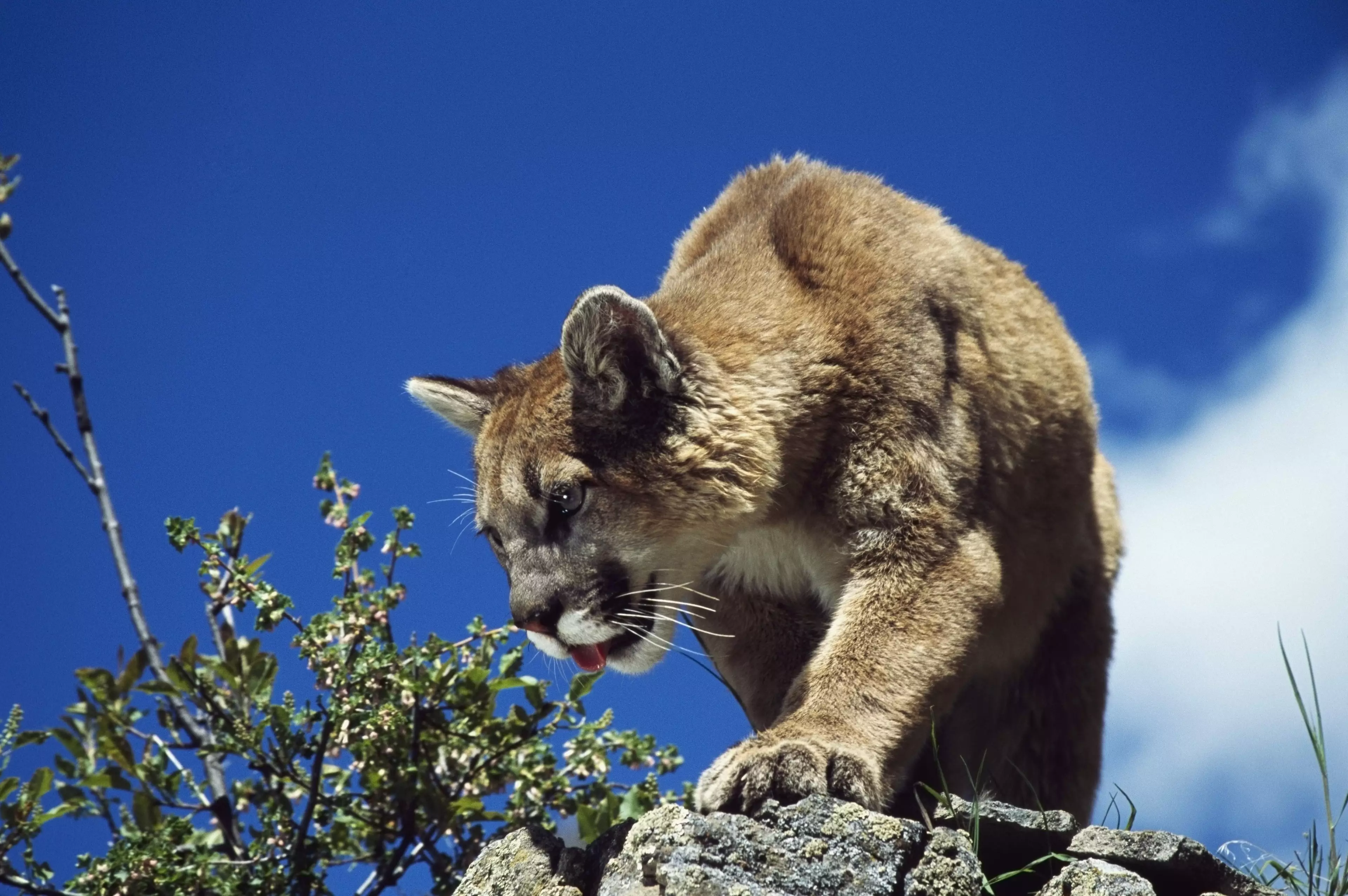 The eight-year-old was able to fight off the mountain lion (stock image).