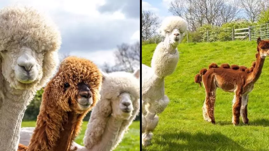 Alpaca Breeder Gives Her Herd An Epic Hipster Makeover 